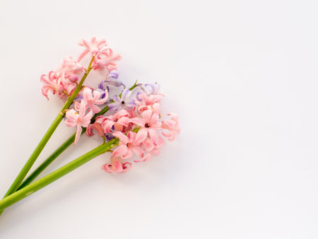Pink and lilac hyacinth flowers on white background with copy space. Women and Mothers Day greeting card. Birthday congratulations note flat lay. Writing wishes for Valentine's Day.の写真素材