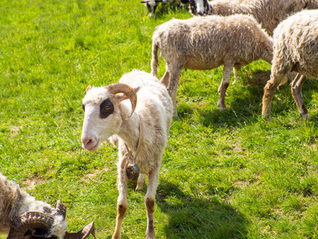 Sheep grazing in green grass. Farming. Close-Up. Sheep feeding moment. Hungry animal eats green grass. Portrait of fluffy sheep in carpathian mountains on a sunny day.の写真素材