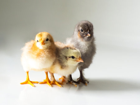 Three small brown and yellow chickens with space for text. Adorable little chicks for design decorative theme. Newborn poultry chicken beak on light background. Easter, farm concept. Selective focus.の写真素材