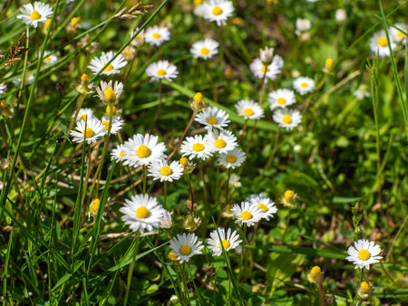 Chamomile flowers in the garden. Camomile and green grass in the nature. Field of camomiles at sunny day. Daisy flowers in summer. Group of daisies, top view. Blooming wildflowers.の写真素材