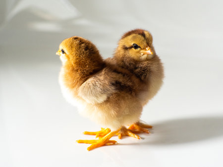Two small brown chickens on white with space for text. Adorable little chick for design decorative theme. Newborn poultry brown chicken beak on light background. Easter, farm concept. Selective focus.の写真素材