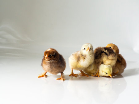 Five small brown and yellow chickens with space for text. Adorable little chicks for design decorative theme. Newborn poultry chicken beak on light background. Easter, farm concept. Selective focus.の写真素材
