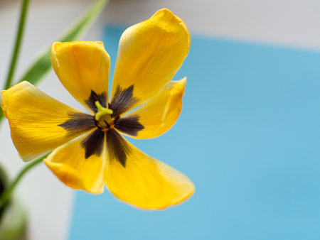 Yellow tulips flowers on blue background with copy space. Greeting card. Birthday congratulations note flat lay. Writing wishes for holiday.の写真素材