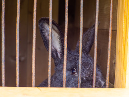Black rabbit in a cage. Pets at home. A beautiful black rabbit is waiting for food.の写真素材