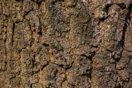 Pattern of a bark. Lichen And Moss growing On a trunk of the tree in spring forest. Close up photo. Colorful Natural Background And Texture.の写真素材