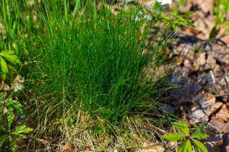 Spring forest landscape with fresh green grass and windflowers outdoors. Forest details on springtime.の写真素材