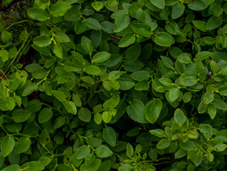Green bush of blueberries. Healthy organic food - wild blueberries, Vaccinium Myrtillus, growing in forest. Photo of green background in the forest on summer day. Selective focus.の写真素材