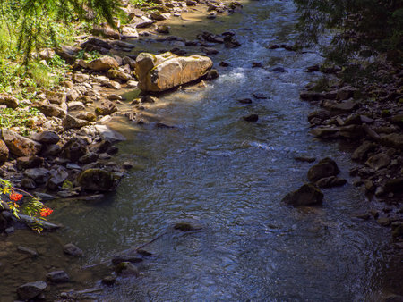 Small river flowing rapidly and vividly through its wild stony valley. Wild hardwood forest accompanies the river along its path. Large dislocated boulders populate the riverbed. Carpathians, Ukraineの写真素材