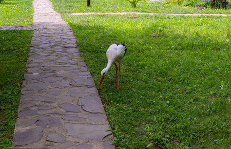 White stork, Ciconia ciconia, on a green meadow. Wild animalin nature. Birds in in the green park. Stork looking for food. Adult European White Stork Bird Walking In Green Summer Grass and Eating.の写真素材