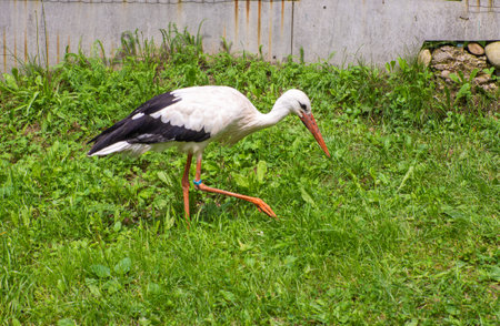 White stork, Ciconia ciconia, on a green meadow. Wild animalin nature. Birds in in the green park. Stork looking for food. Adult European White Stork Bird Walking In Green Summer Grass and Eating.の写真素材