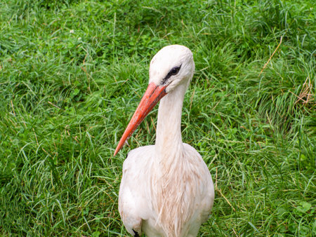 White stork, Ciconia ciconia, on a green meadow. Wild animalin nature. Birds in in the green park. Stork looking for food. Adult European White Stork Bird Walking In Green Summer Grass and Eating.の写真素材