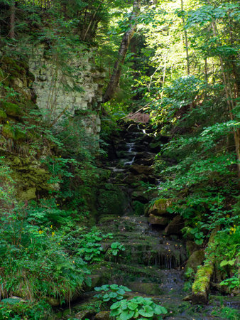 Green forest landscape with mountain stream with small waterfalls and stones covered moss on day. Little stream among the woods in Carpathians, Ukraineの写真素材