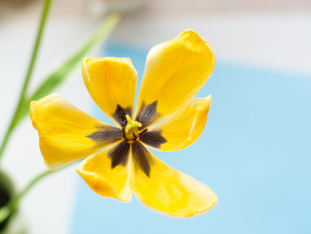 Yellow tulips flowers on blue background with copy space. Greeting card. Birthday congratulations note flat lay. Writing wishes for holiday.の写真素材