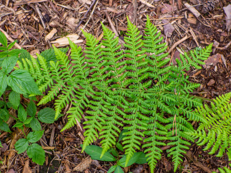Fresh green fern leaves in the forest. Close up of fern fronds, common polypody. Botanical lush foliage texture background for eco design with space for text. Selective focus.の写真素材