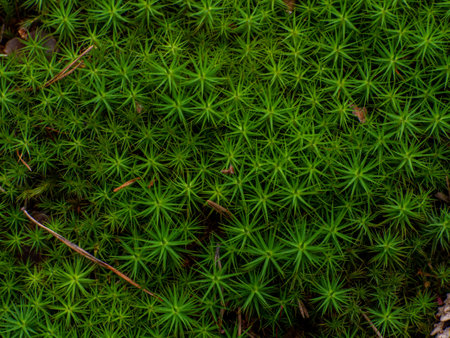 Green moss close-up background, mosses surface of wood log in beautiful forest background. Star Moss, Polytrichum commune, seen from above. Twisted Moss is a natural star shaped moss.の写真素材