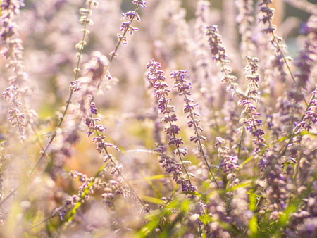 Selective focus violet spire flower in the garden with sunlight, Salvia yangii or Perovskia atriplicifolia. Nature floral pattern background. Fully blossomed shrub of salvia flower in flowerbed gardenの写真素材