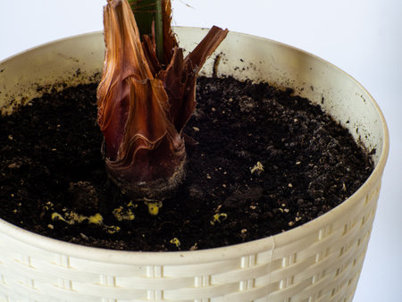 Yellow mold in flower pot in houseplant soil as a sympthoms of bacterial disease, close up. Fungus disease in Washingtonia filifera plant at home. Washingtonia filifera with sickness, selective focus.の写真素材