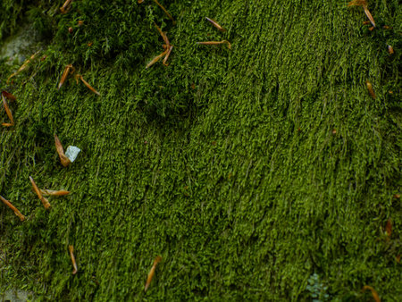 Green color moss cover natural background of fairy tale forest. Green Moss Micro Plants, Growing Covering The Surface Of The Bricks. Moss on grunge texture, background.の写真素材