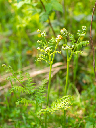 Fresh young green fern leaves in the forest. Close up of fern fronds, common polypody. Botanical lush foliage texture background for eco design with space for text. Selective focus.の写真素材
