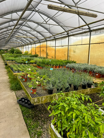A glasshouse for the production of vegetables and plants. Greenhouses nursery for organic seeding plants. Greenhouse with growing greenery, gardening, perfect farming.の写真素材