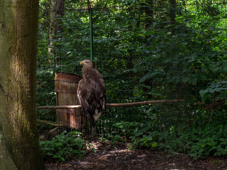 This stunning image captures a white-tailed eagle majestically perched on a branch in a lush forest....