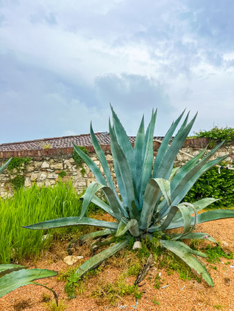 A close-up of an agave plant, showcasing its thick, fleshy leaves in Brescia castle, Italy. Landscape design. Ornamental plants that have unique and attractive leaf shapes.の写真素材