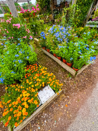 This beautiful image showcases a stunning display of vibrant flowers in various colors, perfect for enhancing any garden. Their bright hues and rich textures create a captivating natural scene.の写真素材