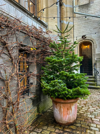 In the courtyard of an old European building, there is a pot with small evergreen trees in it, which blends into the plants and vines growing on its walls. An outdoor pot with a green tree.の写真素材