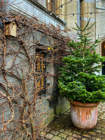 In the courtyard of an old European building, there is a pot with small evergreen trees in it, which blends into the plants and vines growing on its walls. an outdoor pot with a green treeの写真素材