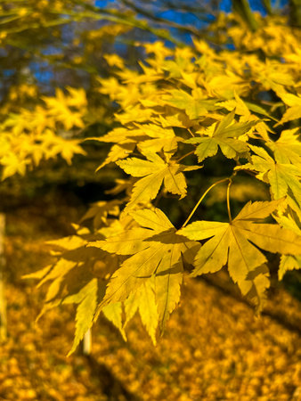 A close-up image showcasing vibrant yellow maple leaves in full bloom, with an ancient garden set against a clear blue sky, epitomizing tranquility and natural beauty.の写真素材