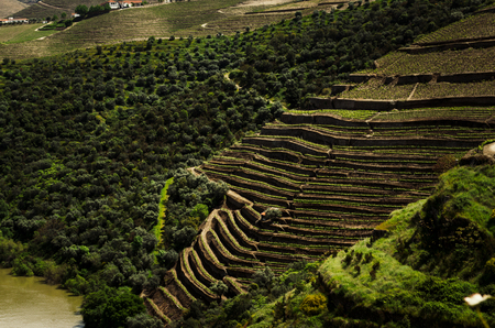 Beautiful panoramic Vineyard view near Duero river and Pinhao, Portugalの写真素材