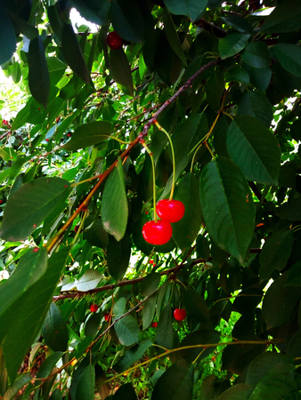 cherry treeの写真素材