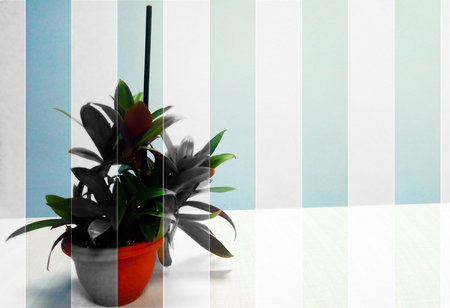 Flower pot, abstractionの写真素材