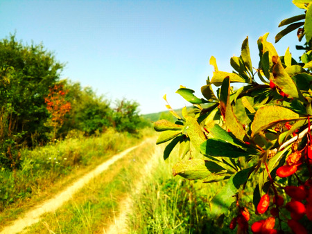 Nature, branch with red fruitsの写真素材