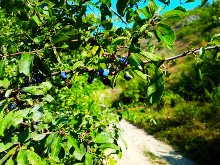 Blackthorn backgroundの写真素材