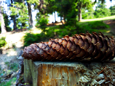 pine cone treeの写真素材
