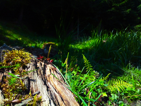 Rotten tree in the grassの写真素材