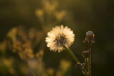 Autumn grass and wildflower background.の写真素材