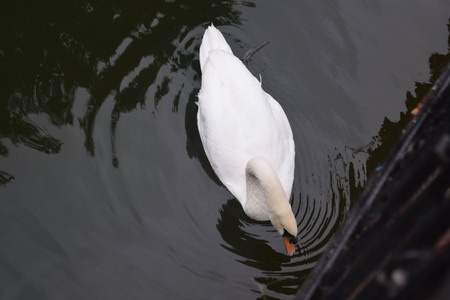 Swan on the pond in the parkの写真素材