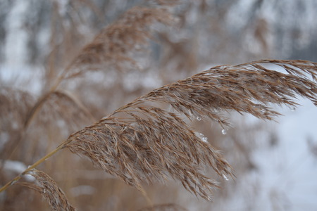 Dry grass on the sparkling snow, winterの写真素材