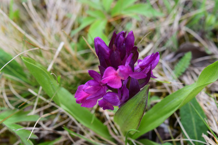 beautiful purple flowerの写真素材