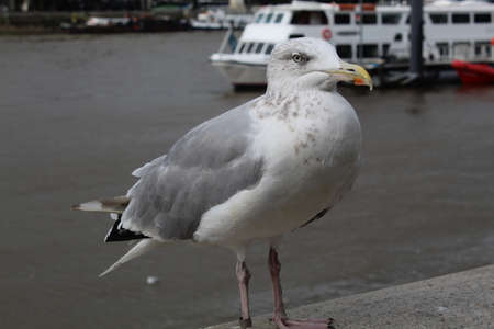 White and gray seagull on the bridge in London.