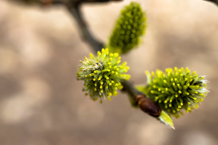 Macro photo of spring forest.