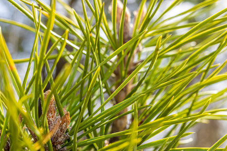 Macro photo of a coniferous tree.
