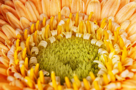 Macro photo of a flower in summer.の写真素材