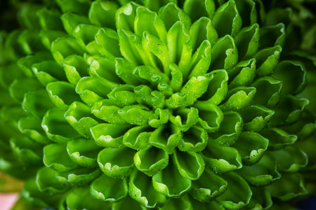 Macro photo of a flower in summer.の写真素材