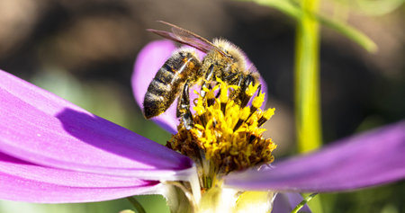 A bee collecting pollen from a flower on a sunny day.