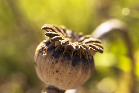 Dried poppy on the meadow on a sunny day.の写真素材