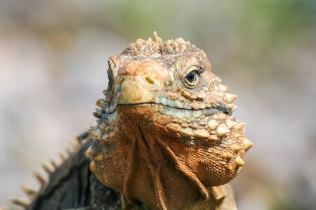 closeup of an iguana on the reefs of the Cuban coast reserveの写真素材