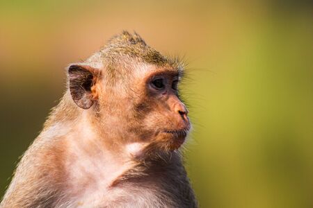 Closeup of the pensive monkey in the jungles of Cambodiaの写真素材